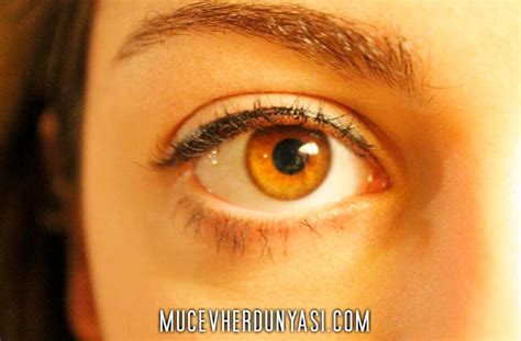 kehribar göz rengi nasıl anlaşılır